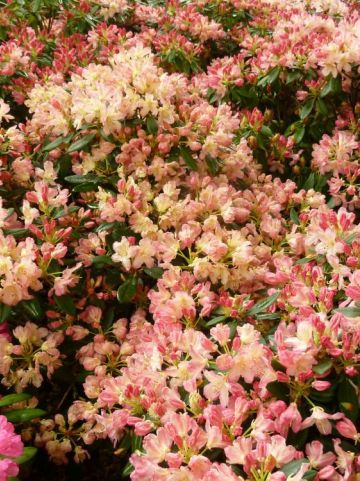 Rhododendron 'Percy Wiseman' - Dwergrododendron