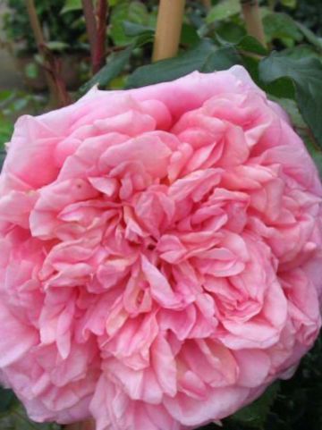 Rosa 'Abraham Darby' (='Auscot') - Engelse roos