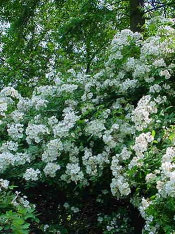 Rosa 'Pleine De Grace' (='Lengra') - Heesterroos