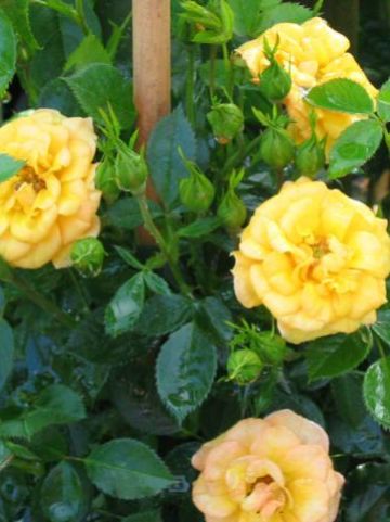 Rosa 'Flashdance' (='Poulyc004') - Kleinbloemige klimroos