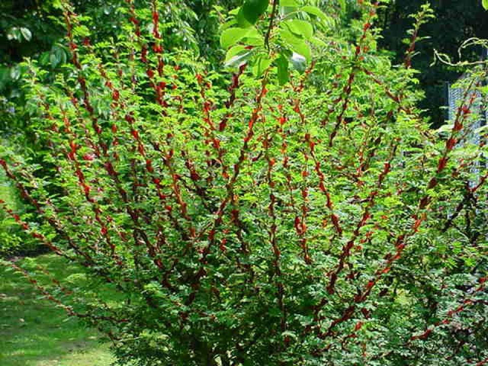 Rosa sericea f. pteracantha - Botanische roos | De Tuinen van Appeltern