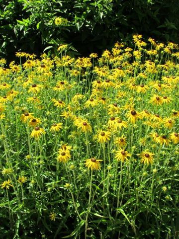Rudbeckia fulgida var. speciosa - Zonnehoed