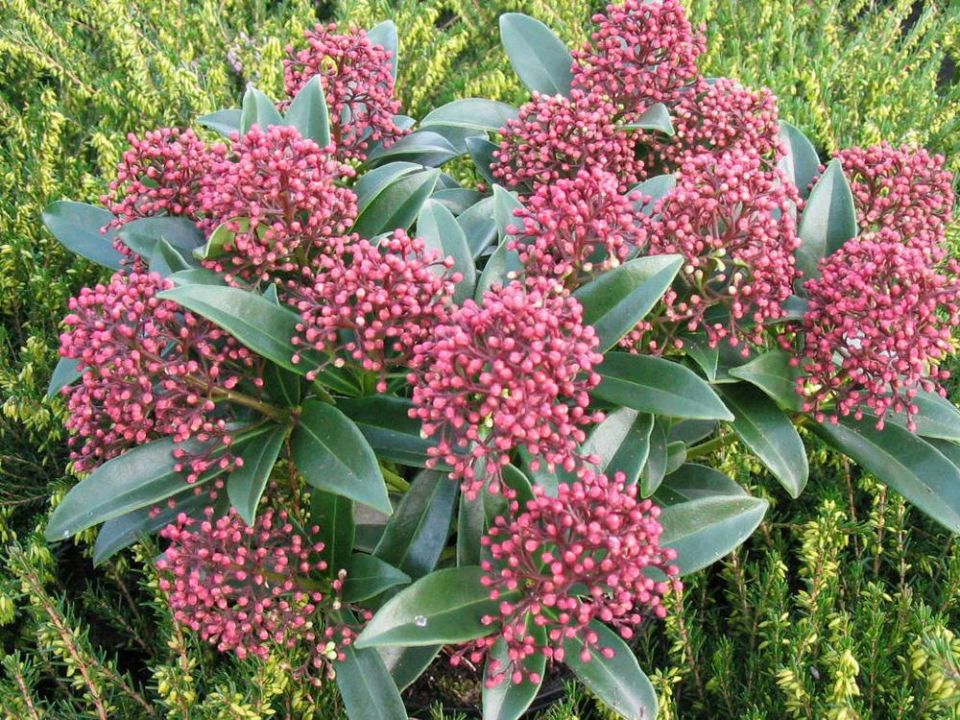 Skimmia japonica 'Godrie's Dwarf' - | De Tuinen van Appeltern