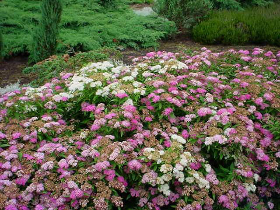 Spiraea japonica 'Genpei' - Spierstruik | De Tuinen van Appeltern
