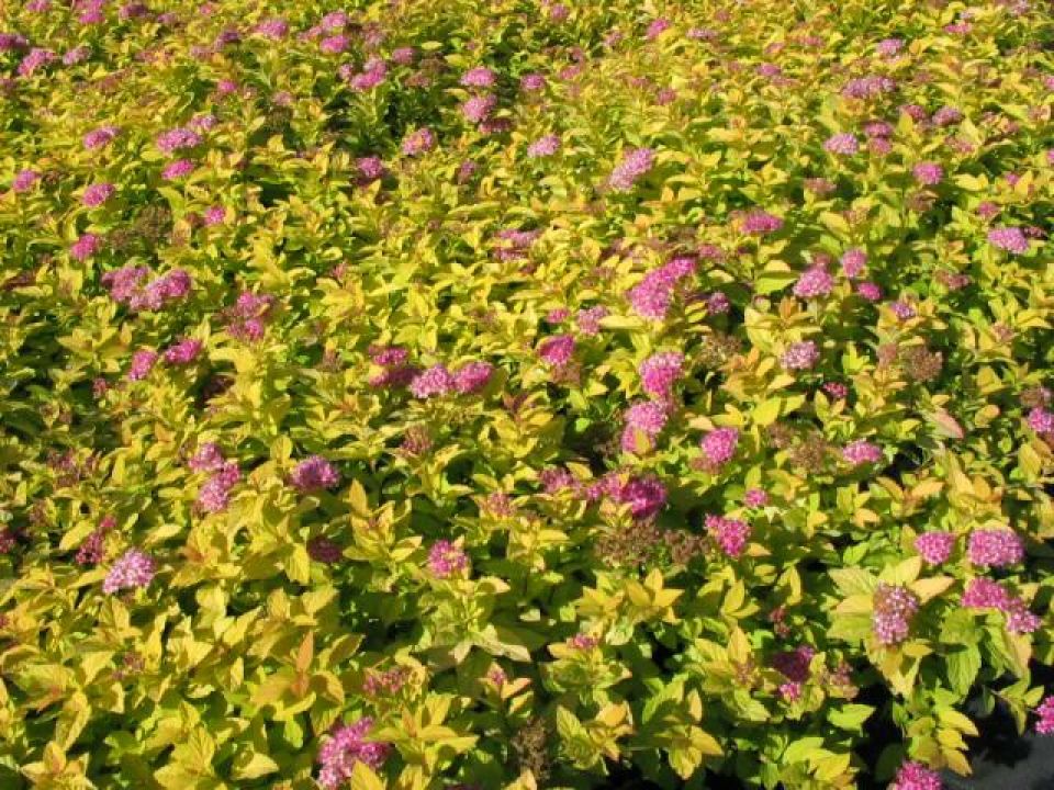 Spiraea japonica 'Golden Princess' Spierstruik De Tuinen van Appeltern