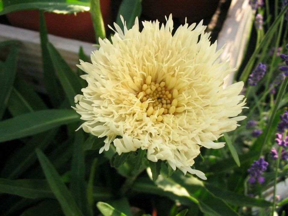 Stokesia laevis ‘Mary Gregory’ - Korenbloemaster | De Tuinen van Appeltern