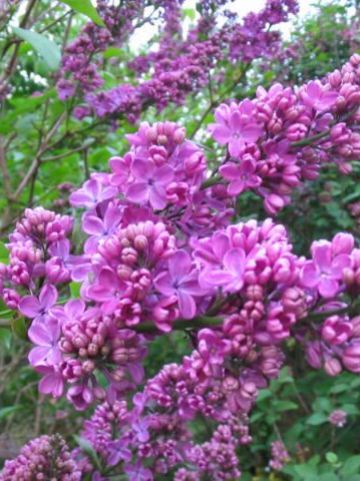 Syringa vulgaris 'G.J. Baardse' - Gewone sering