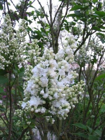 Syringa vulgaris 'Miss Ellen Willmott' - Gewone sering
