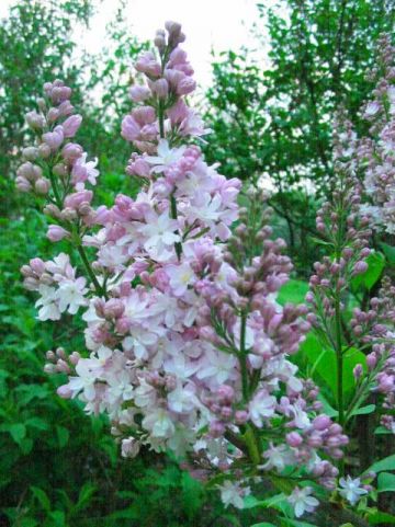 Syringa vulgaris 'Mme Antoine Buchner' - Gewone sering