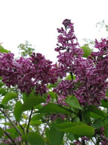 Syringa vulgaris 'Sensation' - Gewone sering