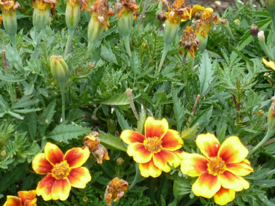 Webwinkel - assortiment: bloemenzaden - onderdeel van Jan