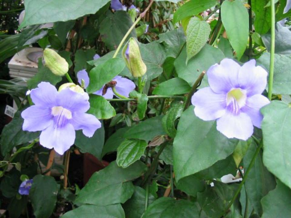 Thunbergia grandiflora - | De Tuinen van Appeltern