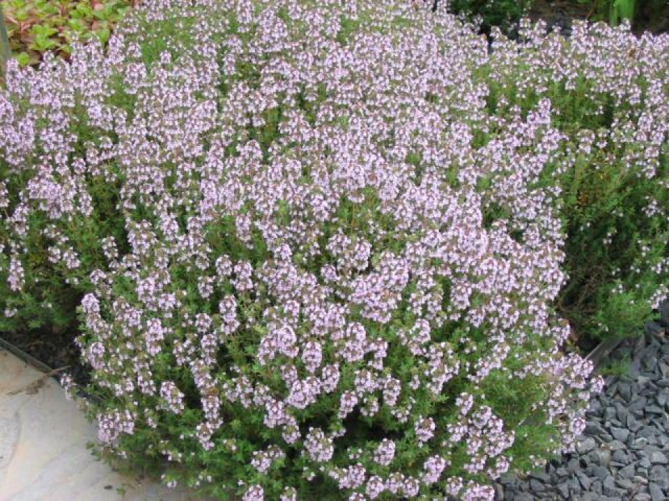 Thymus vulgaris Keukentijm De Tuinen van Appeltern