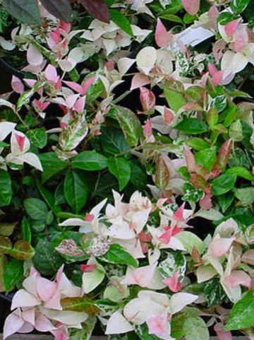 Trachelospermum asiaticum 'Tricolor' - Bontbladige sterjasmijn