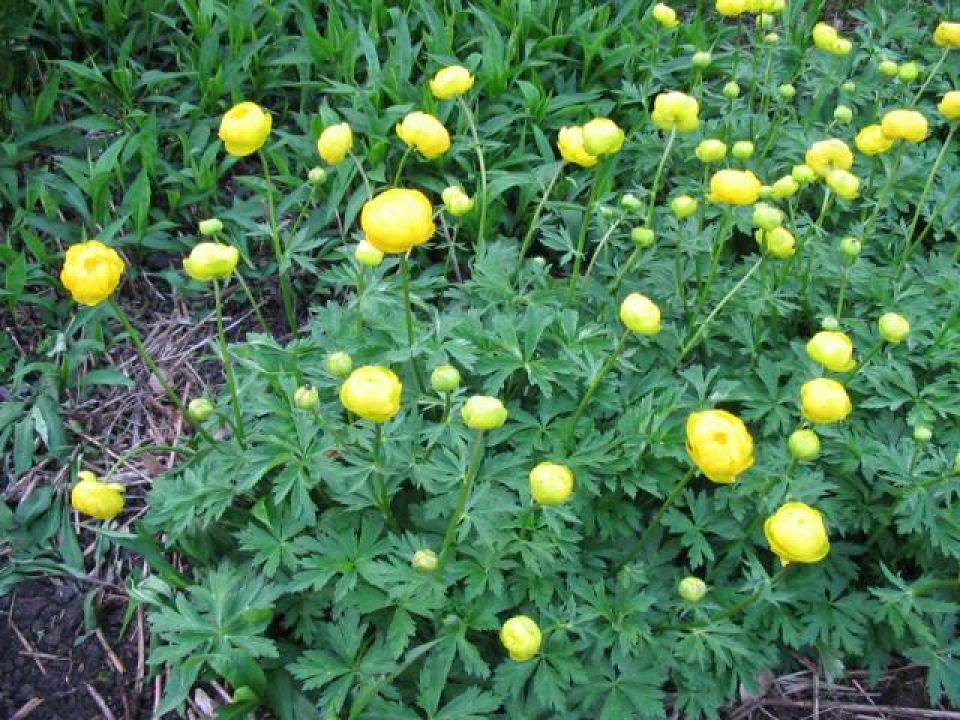 Trollius 'Lemon Queen' Kogelbloem De Tuinen van Appeltern