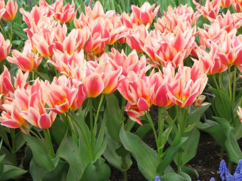 Tulipa 'Quebec' Tulp De Tuinen van Appeltern
