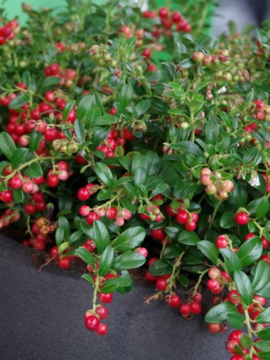 Vaccinium Vitis Idaea Fireballs Lirome Vossebes De Tuinen Van Appeltern