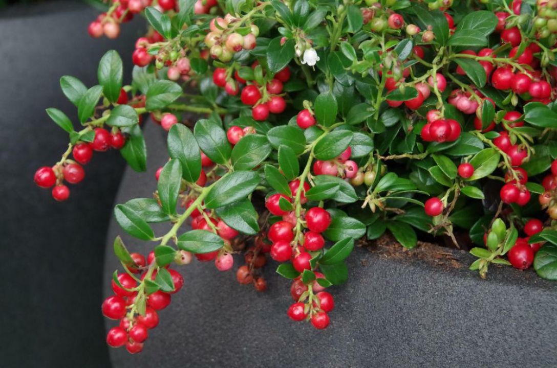 European Cranberry Plant Vaccinium Vitis-idaea Lingonberry - Foto 6