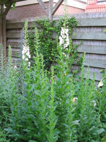 Verbascum blattaria 'Albiflorum' - Wit mottekruid