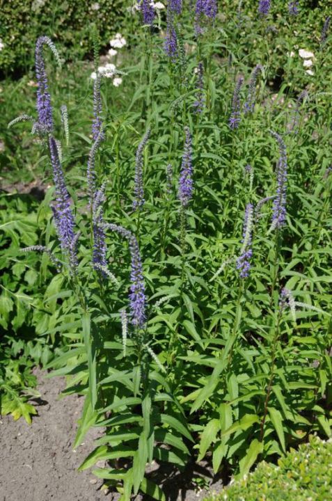 Veronica longifolia 'Blauriesin' - Ereprijs | De Tuinen van Appeltern