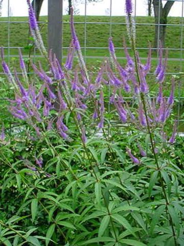 Veronicastrum virginicum 'Fascination' - Virginische ereprijs