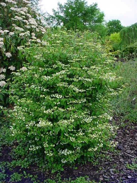 Viburnum plicatum 'Summer Snowflake' Japanse sneeuwbal , Sneeuwbal