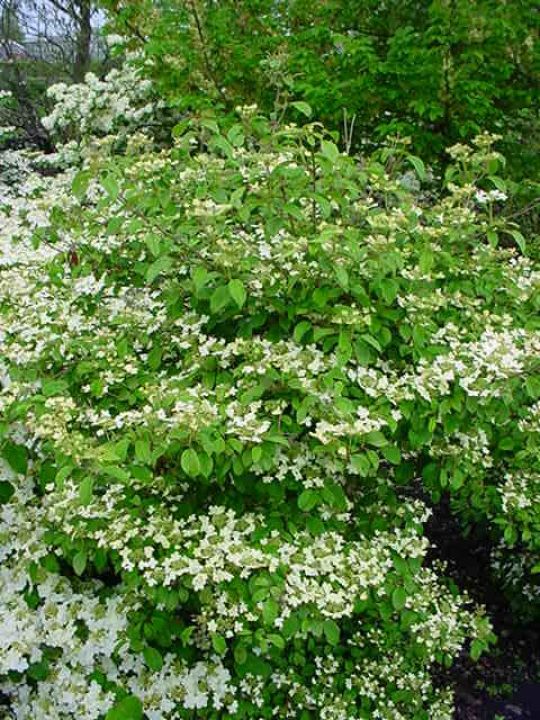 Viburnum (sneeuwbal plant) kopen? | Ten Hoven Bomen