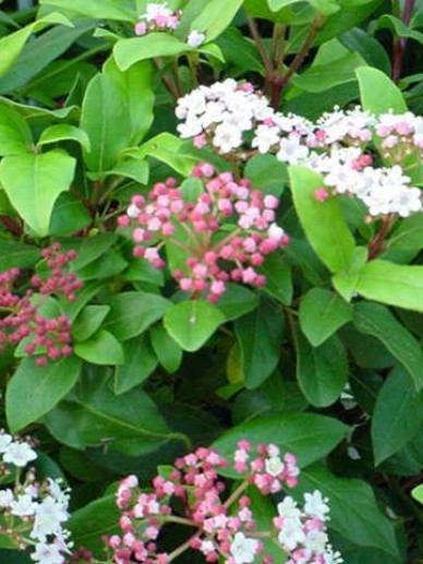 Viburnum Tinus Gwenllian Sneeuwbal De Tuinen Van Appeltern