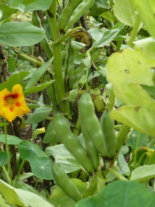 Vicia faba - Tuinboon , Labbonen | De Tuinen van Appeltern