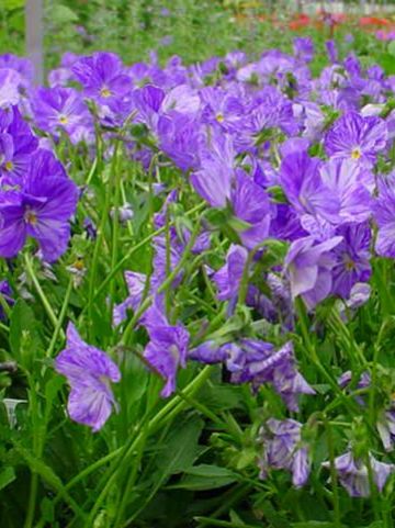 Viola 'Columbine' - Hoornviooltje , Vaste viool