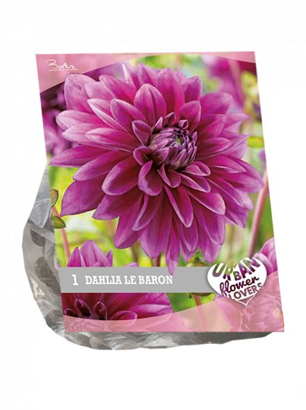 Dahlia Le Baron (paars, Urban Flowers serie)