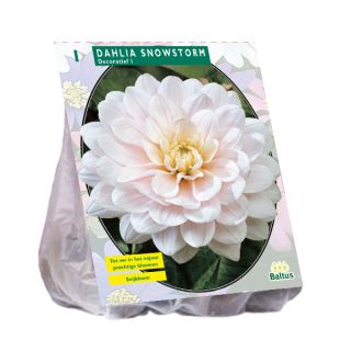 Dahlia Snowstorm (witte decoratief-bloemige dahlia)