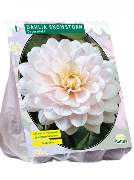 Dahlia Snowstorm (witte decoratief-bloemige dahlia)