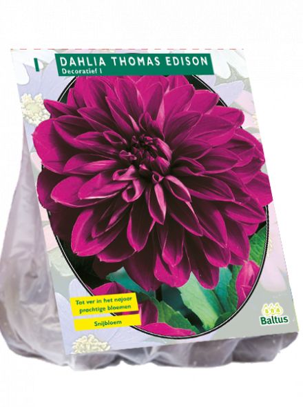 Dahlia Thomas Edison (paarse decoratief-bloemige dahlia)