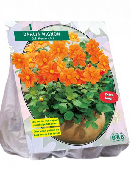 Dahlia G.F. Hemerick (oranje mignondahlia)