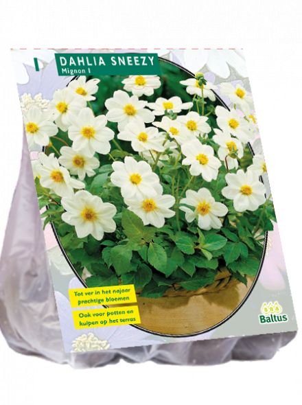 Dahlia Sneezy (witte mignondahlia)