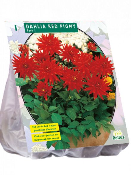 Dahlia Red Pigmy (rode park-, perkdahlia)