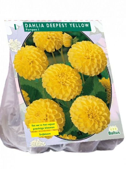 Dahlia Deepest Yellow (pompondahlia)