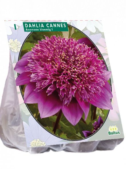 Dahlia Cannes (paarse anemoon dahlia)