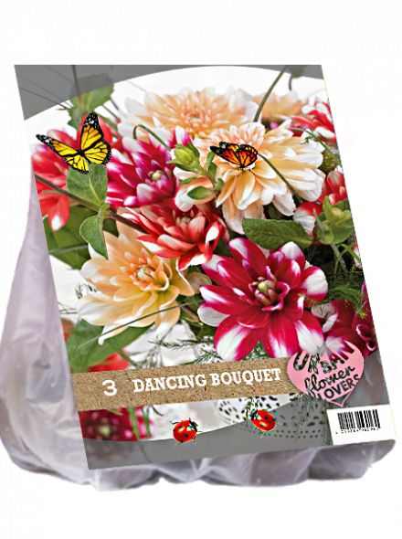 Dahlia mix - Dancing Bouquet per 3 (Urban Flowers serie)