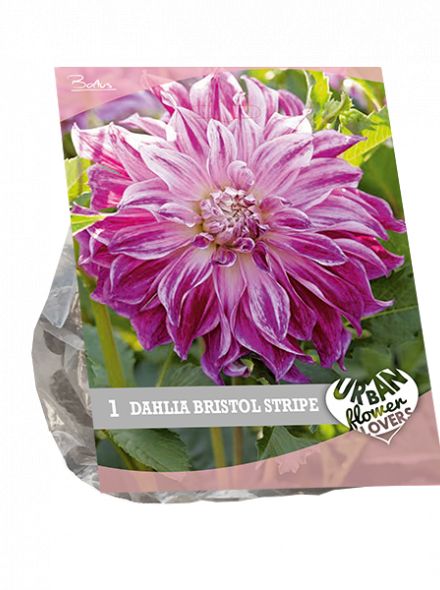 Dahlia Bristol stripe (wit - lilaroze, Urban Flowers serie)