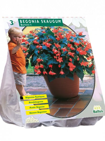 Begonia Bertinii Skaugum (Boerenhangbegonia)