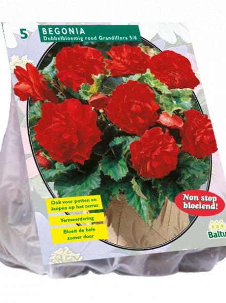 Begonia Dubbel, Rood (knolbegonia)