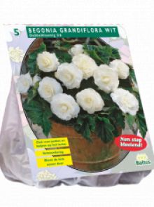 Begonia Dubbel, Wit (knolbegonia)