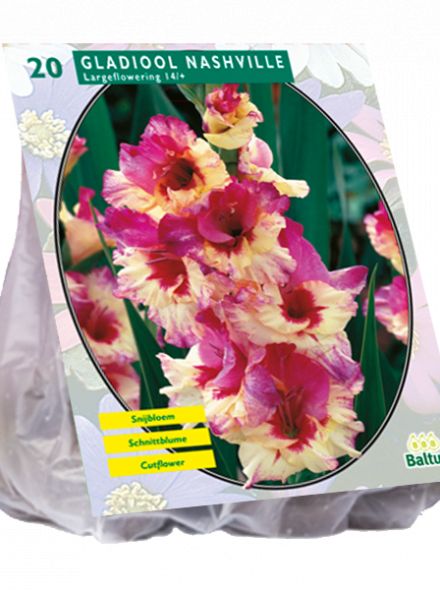 Gladiolus Nashville (meerkleurige gladiool)