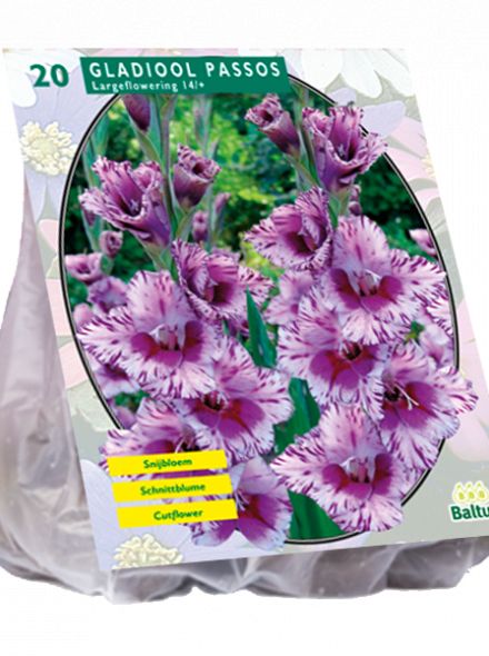 Gladiolus Passos (lavendel paarse gladiool)