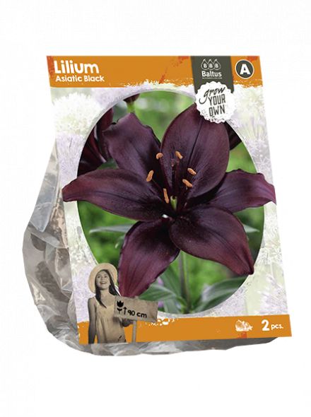 Lilium Asiatic Black (zwarte Aziatische lelie)