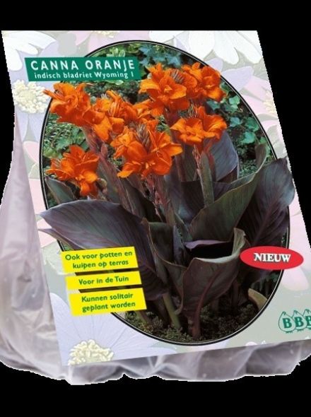 Canna bruinblad, Oranje (Indisch Bladriet, Bloemriet)