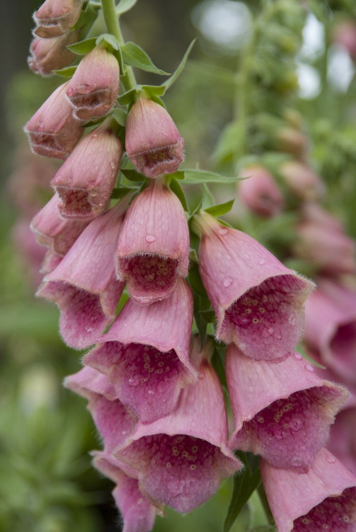 Digitalis 'Mertonensis' Roze vingerhoedskruid De Tuinen van Appeltern