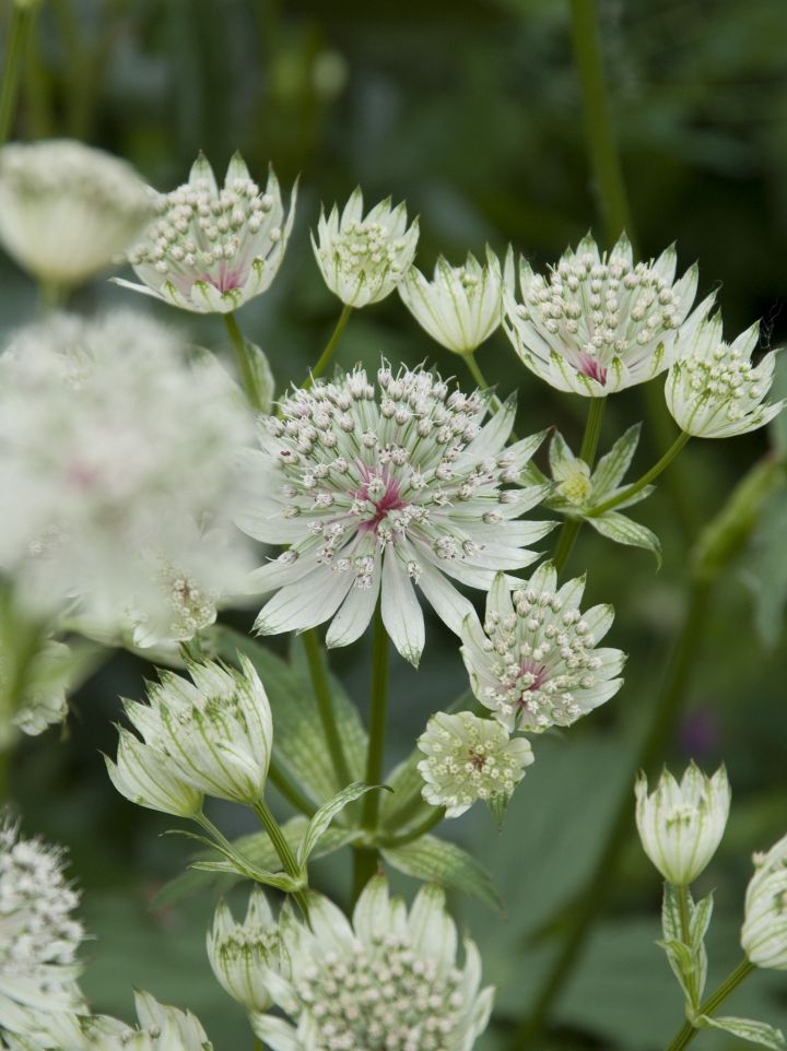 Astrantia major 'Shaggy' - Wit zeeuws knoopje